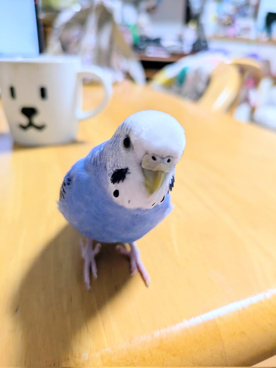 こんにちは😊
換羽期が終わった🐦️ぴー
オデコ「あたま」が輝いています✌️