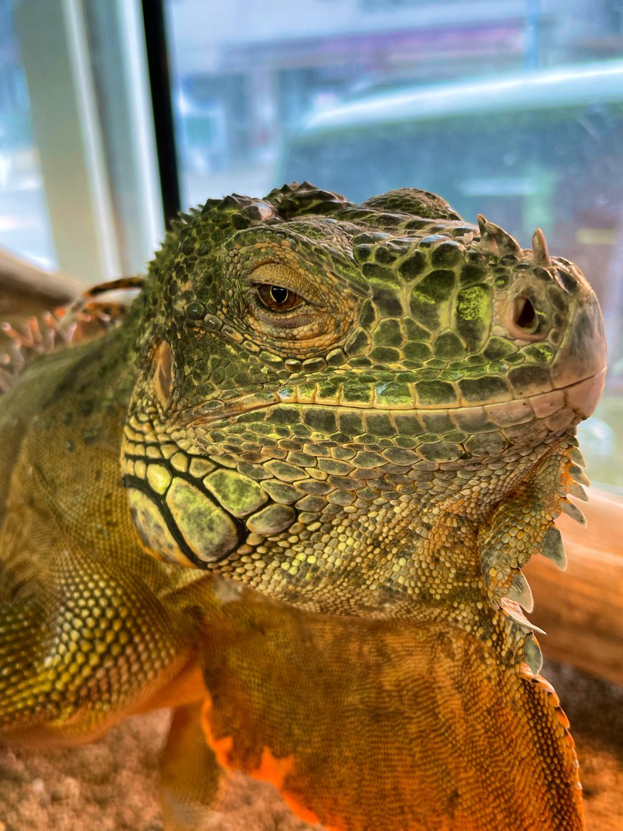 【複数台購入特価】110×45×45㎝ リクガメ モニター イグアナ 複数台購入特価】110×45×45㎝ リクガメ モニター イグアナ