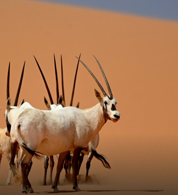 في أقصى الجنوب السعودي تتربع محمية عروق بني معارض أعظم أسرار الطبيعة وأكثرها سحرًا. شاهدي حكاية الجمال في قلب #الربع_الخالي 