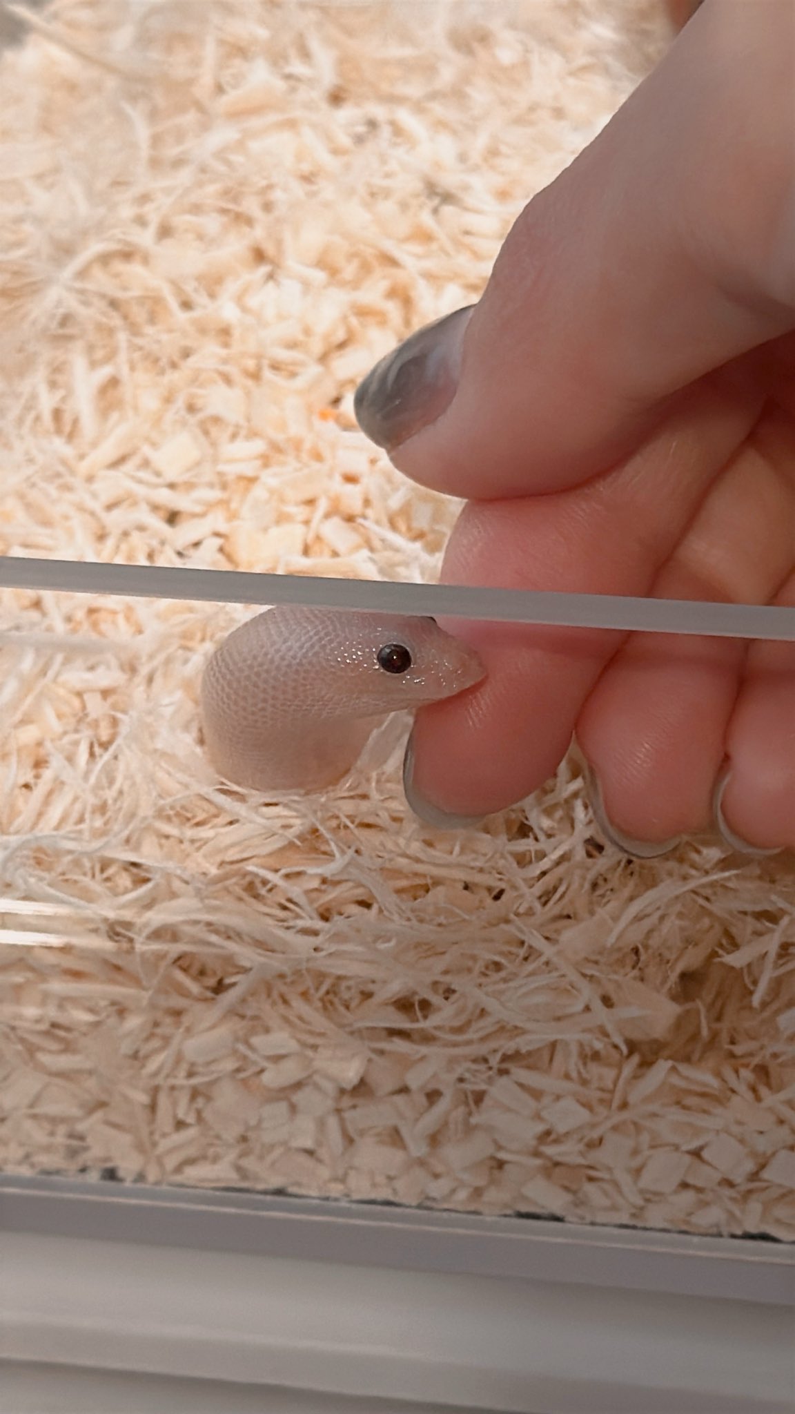 mintchoco@おへび部屋𓆙𖤣𖥧𖥣𖡡𖥧𖤣 (@nyoro6mama) / X