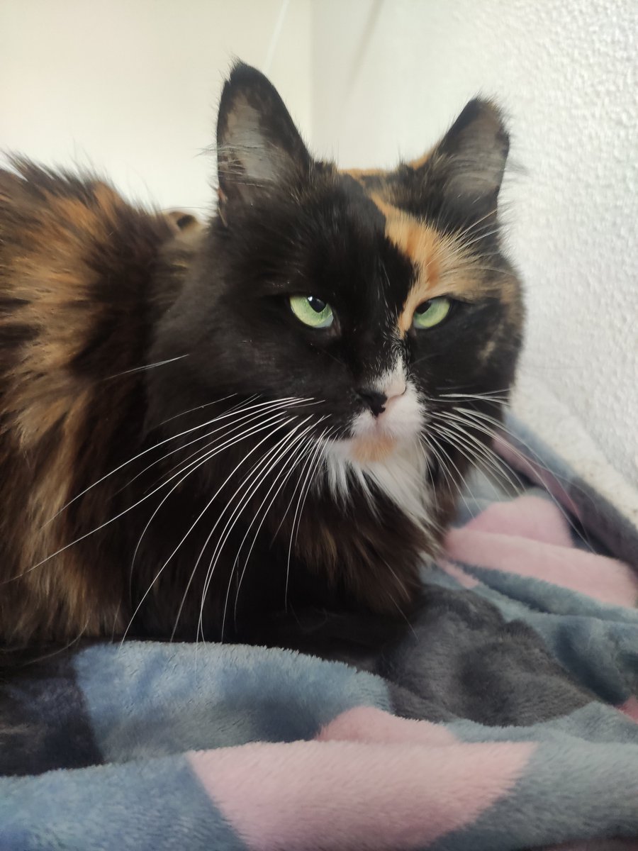 Apogs20's tweet image. Queen in her nest 😌