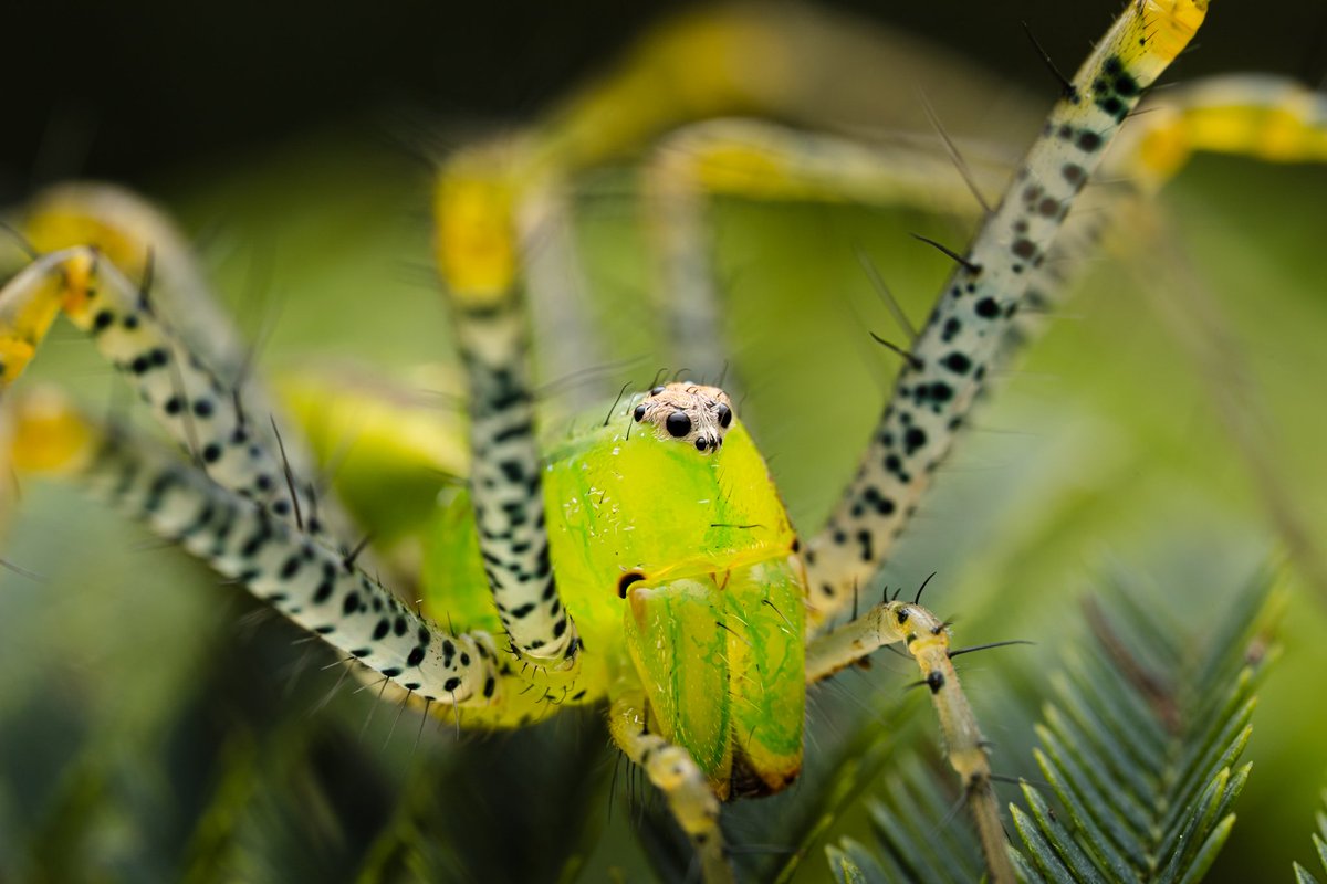 LionMacro's tweet photo. **Accesorios**

*Cámara: @canonmexicana EOS RP
*Lente: @astrhori 25mm f2.8 2x-5x
*Flash #Neewer Z880
*Difusorx Guage Hoof Cover
*Cuenta IG: LionMacro

#naturaleza #macro #astrhori #EosRp #canonRp #natgeo #macrofotografía #natgeolatam #canonmx #nature #macro #photography #insect https://t.co/3wHGnsEPJI