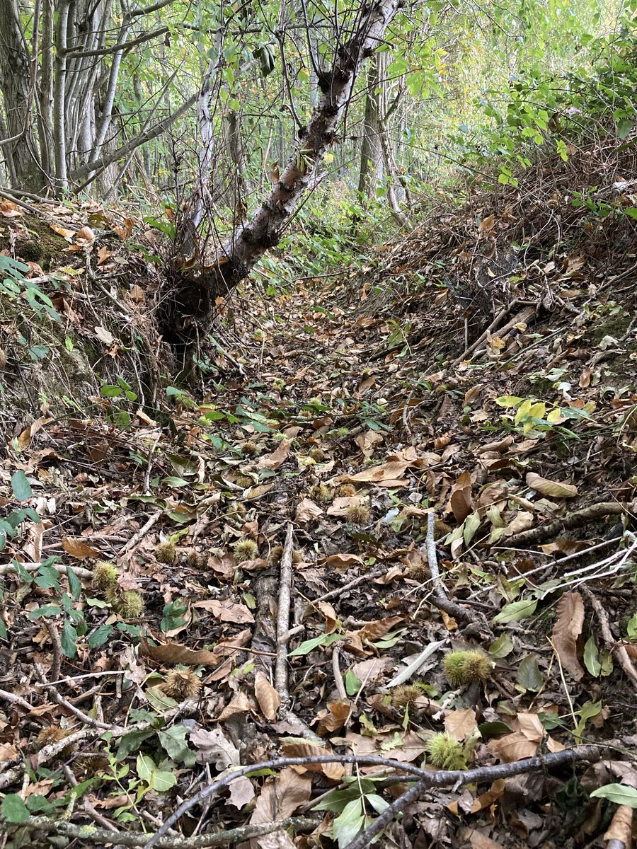 TheKentAcorn's tweet image. The border between Cantwara rīce (Kingdom of the Kentish) & Sūþseaxna rīce (South Saxons) is still the border between the counties of Kent & Sussex
A 1,400 year old ditch created to stop conflict, by marking the border to avoid confusion, is our southern woodland boundary