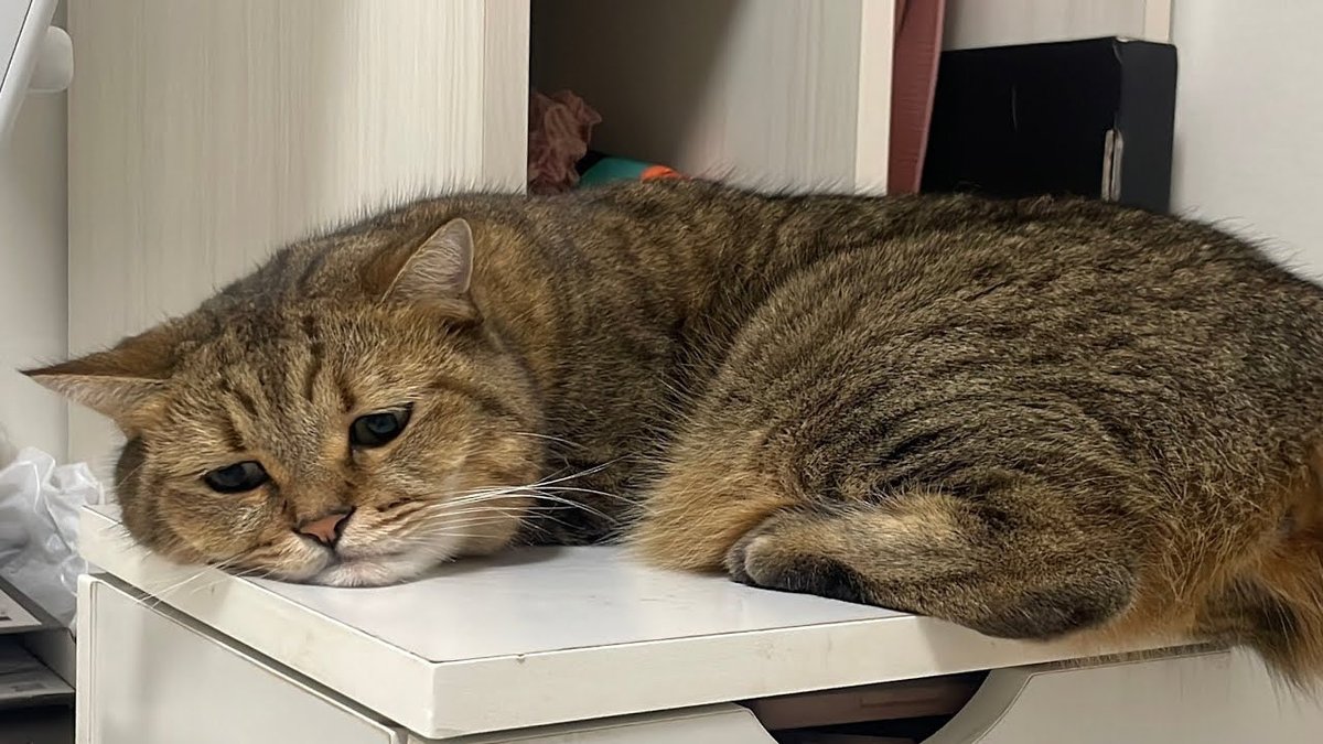 なんにもやる気が起きない時にどうぞ使って下さい。