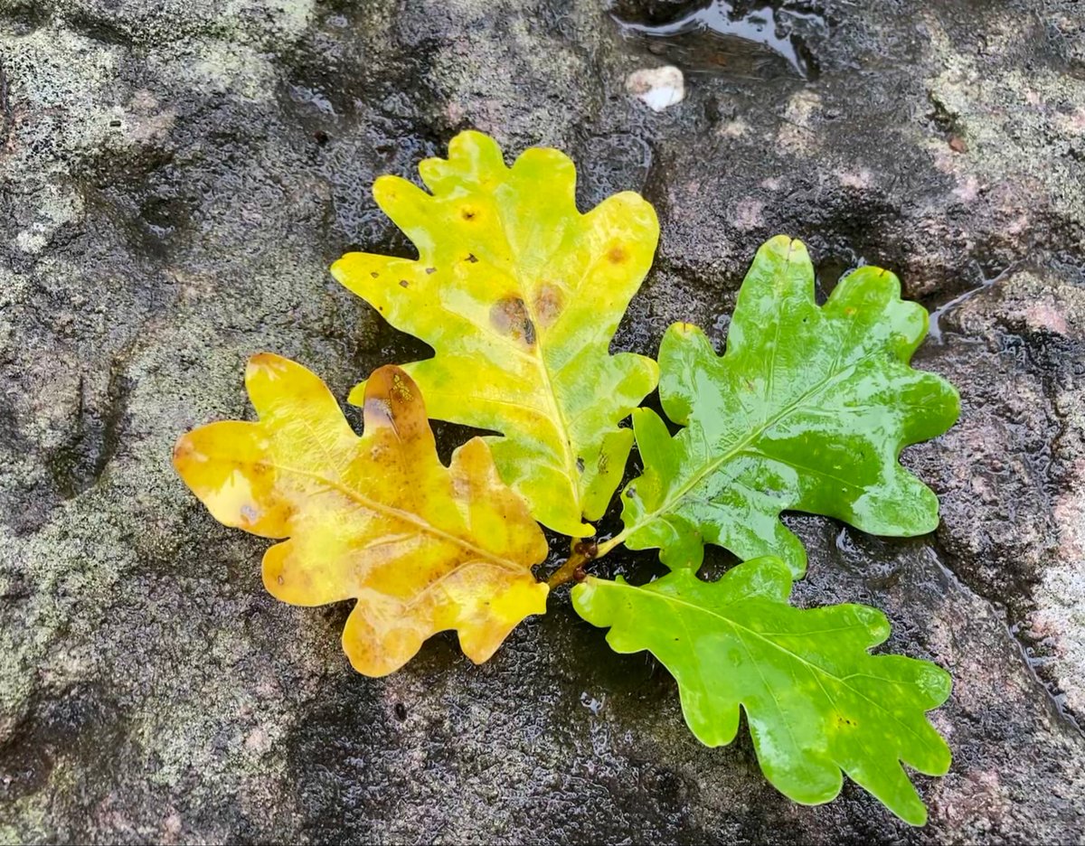 Guten Morgen und einen schönen Sonntag euch allen!
#kleineFreudendesTages 19.10.2025