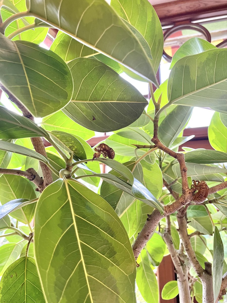 『まとめて』三鷹の森美術館オープン記念44➕1枚 ブロックのみ無し まとめて』三鷹の森美術館オープン記念コイン44➕1枚 ブロック