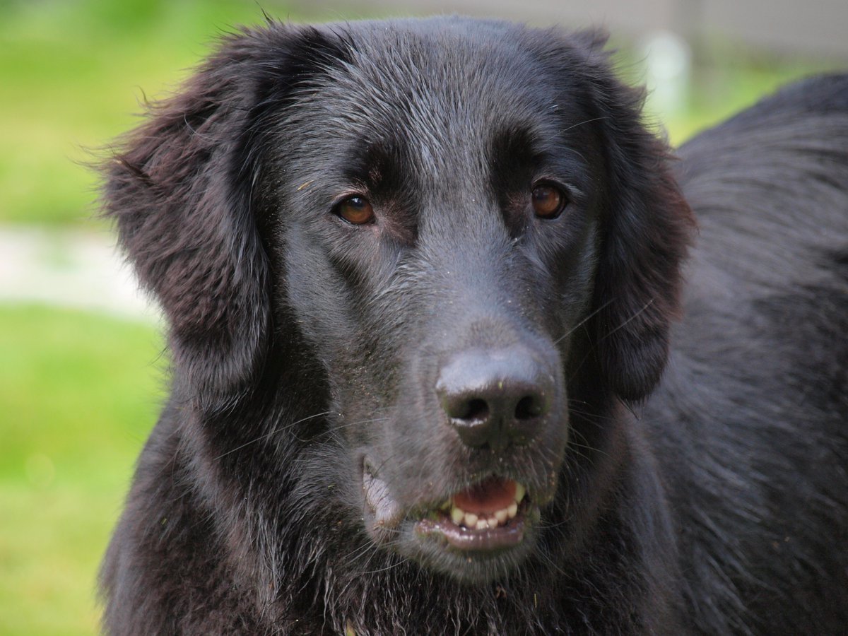 CK9Bot's tweet image. 🐶 Our captivating canine of the hour: Flat-coated Retriever
🔗 Learn more: en.wikipedia.org/wiki/Flat-coat…