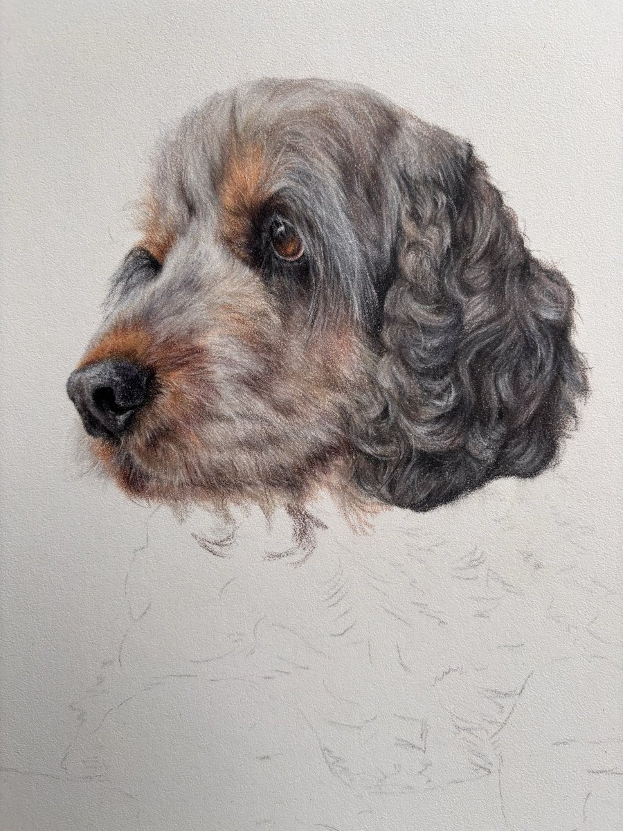 MeganArtUK's tweet image. Beautiful Ronnie has an ear! This portrait is taking a long time to work on to capture all the beautiful colour changes - but I am so pleased with how he is turning out!
#cocker #spaniel #petportrait #fineart