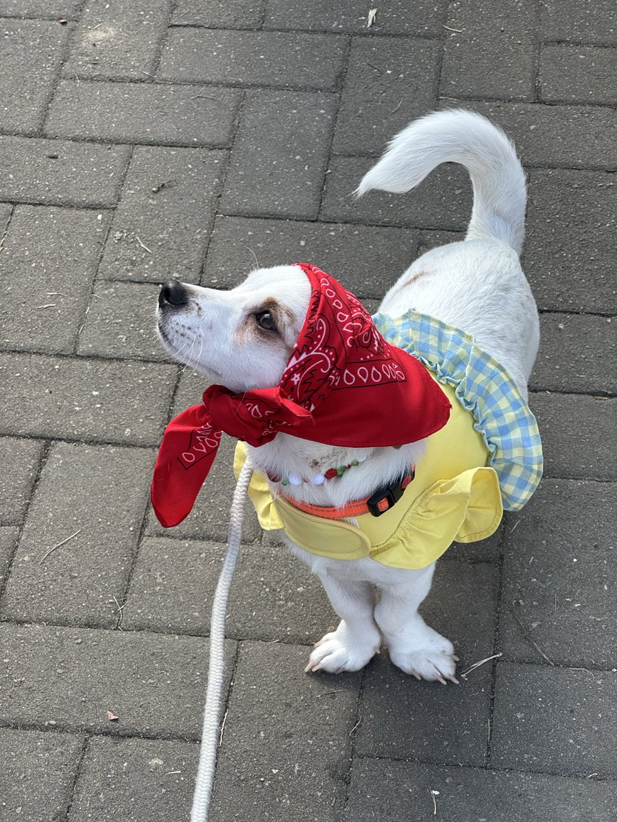 MYB0R1's tweet image. 마요 ㅈㄴ 웃끼게생기구 넘 기여움ㅋㅋ