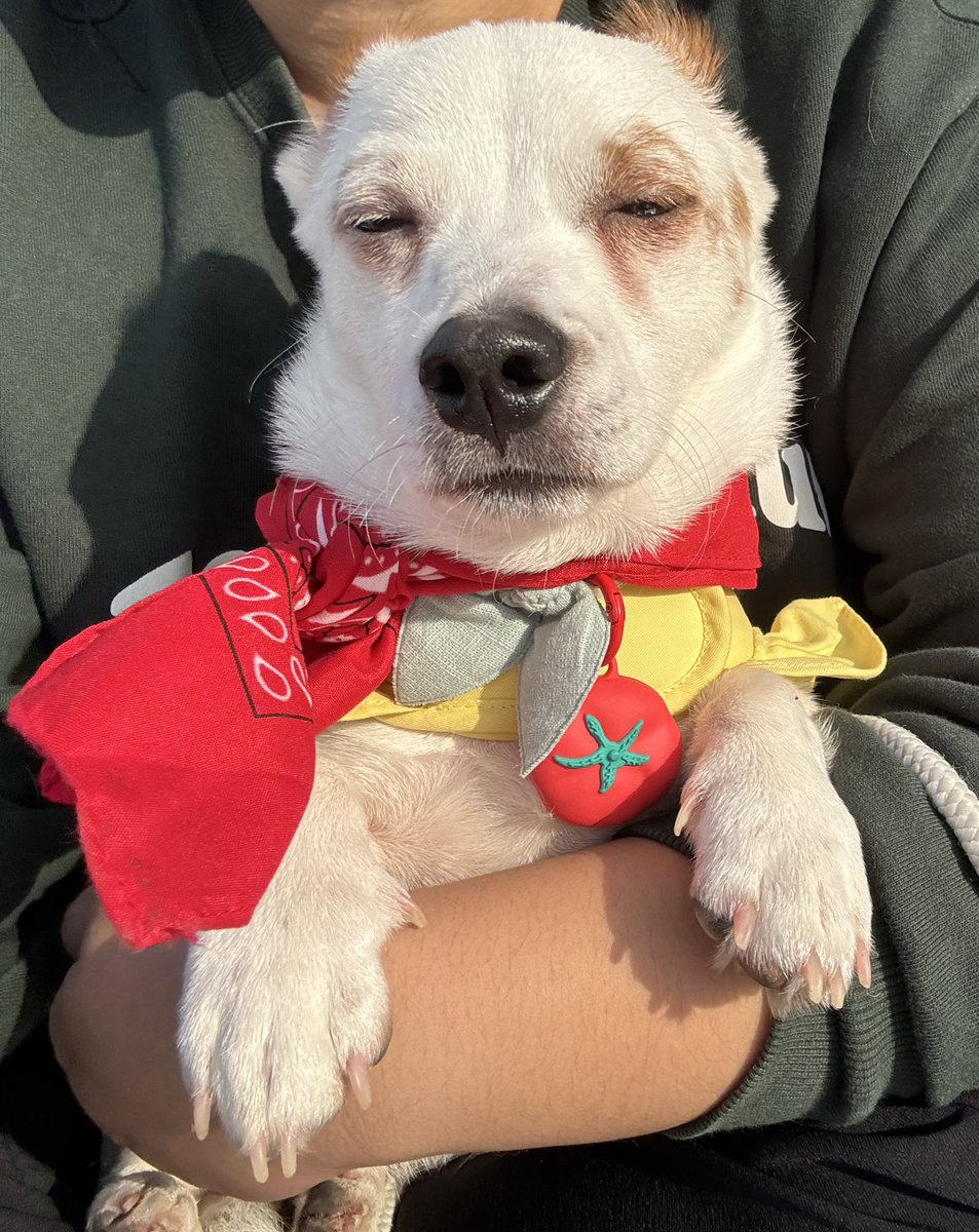 MYB0R1's tweet image. 마요 ㅈㄴ 웃끼게생기구 넘 기여움ㅋㅋ