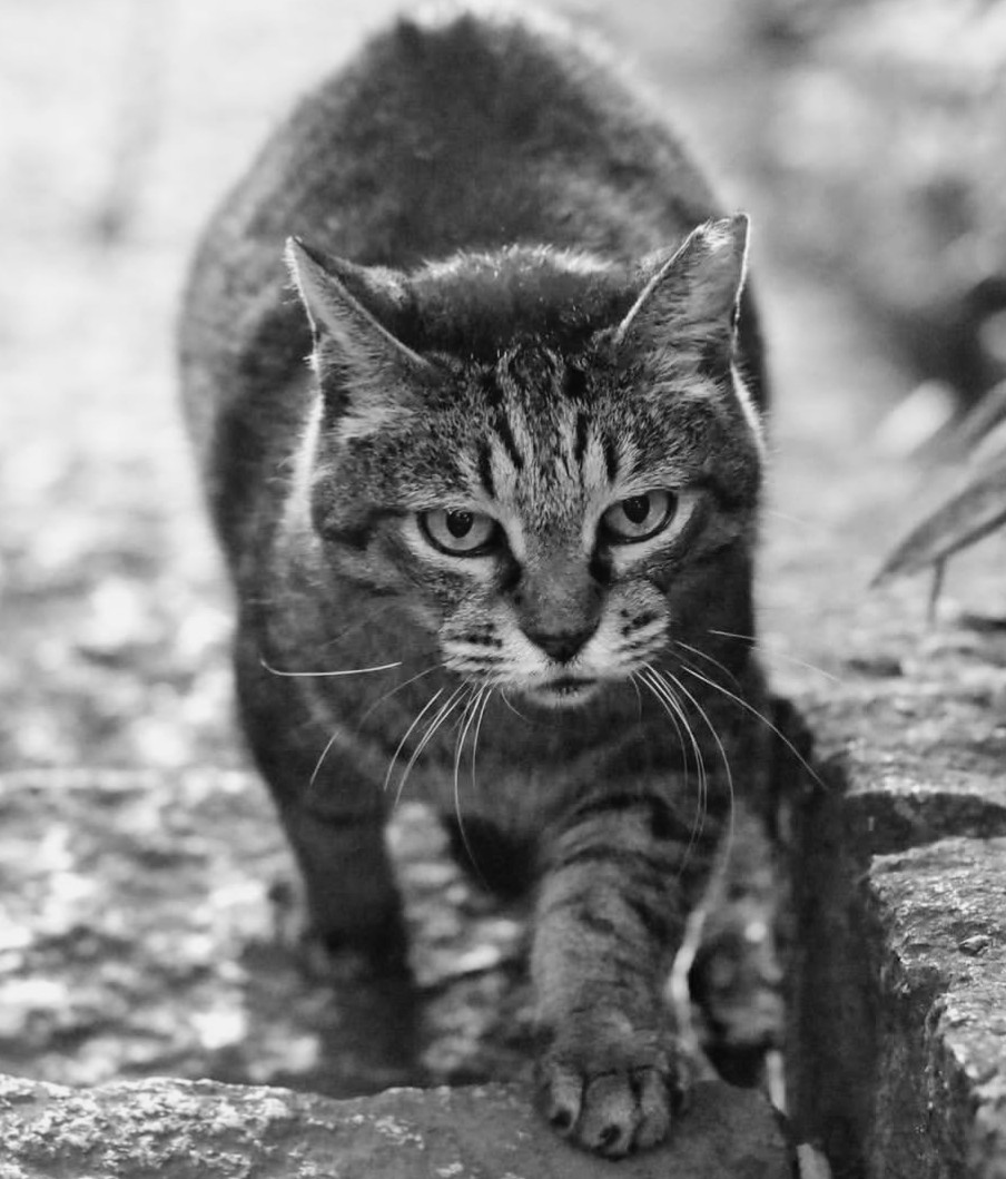 香 (@photo__cat) on Twitter photo 