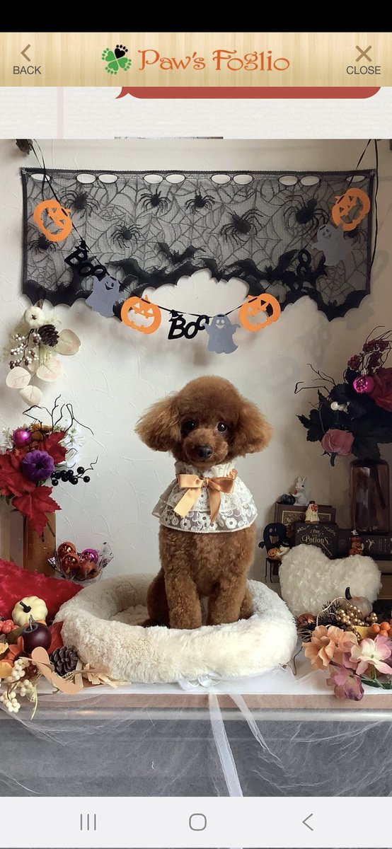 トイプードル - Search / X