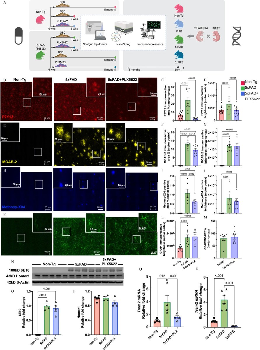 Microglia-specific regulation of lipid metabolism in Alzheimer’s disease revealed by microglial depletion in 5xFAD Mice 
nature.com/articles/s4146…
via <a href="/LukensJohnR/">John Lukens</a>