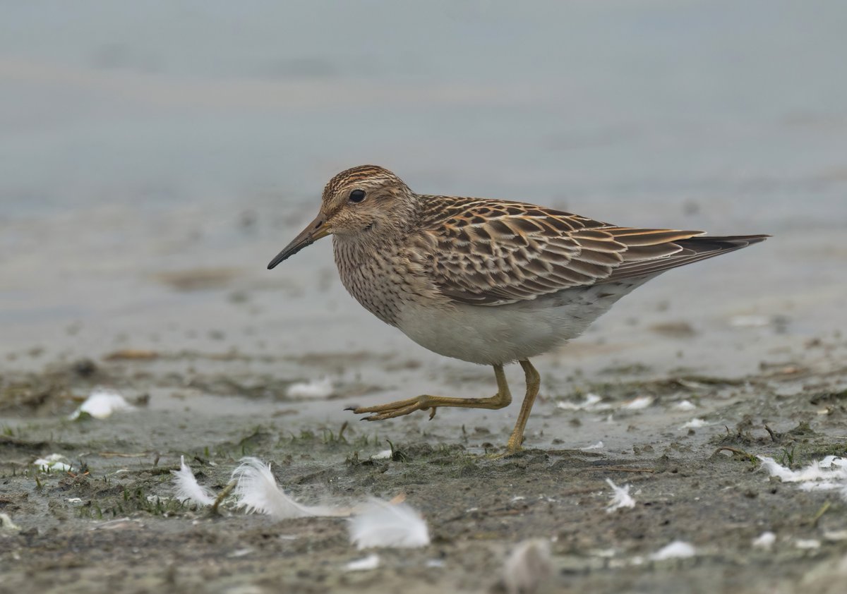 Very happy that the Pectoral Sandpiper hung around for us to see it yesterday at Hollowell Reservoir 😊