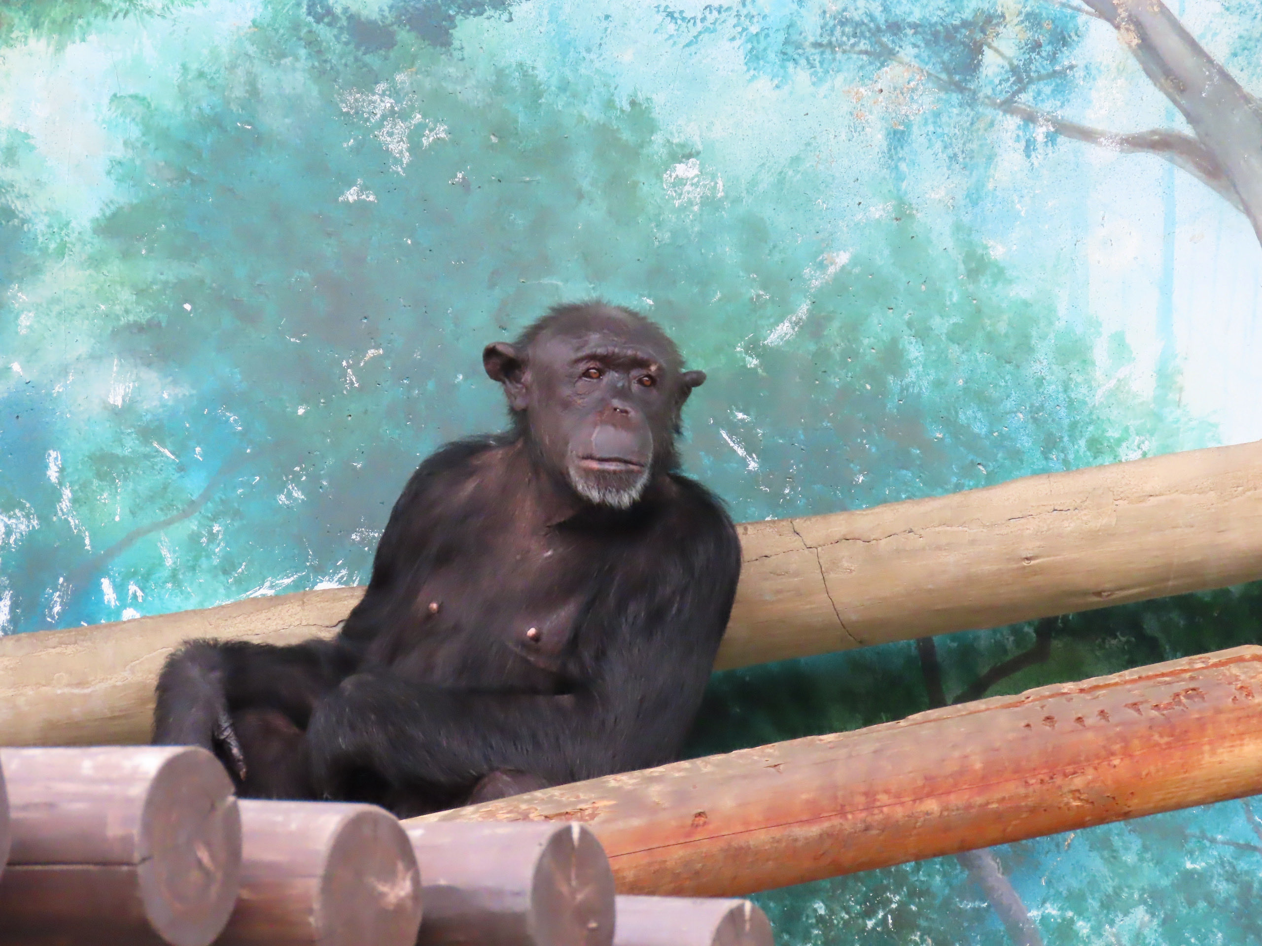 コロサパ🌿💤 on X: 