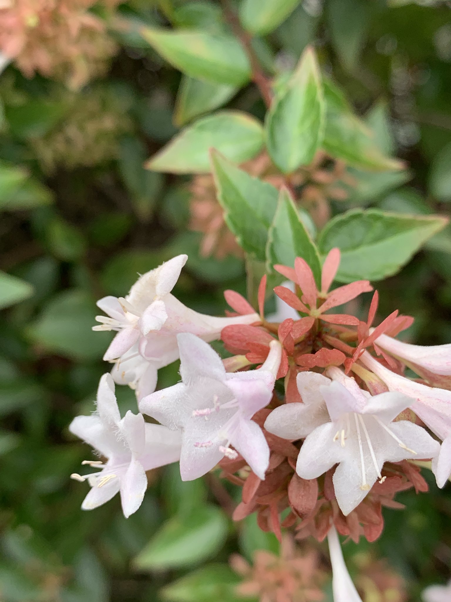 Floraison✥　2点おまとめ haya-yoko(引用リポスト❎️です) on X: 