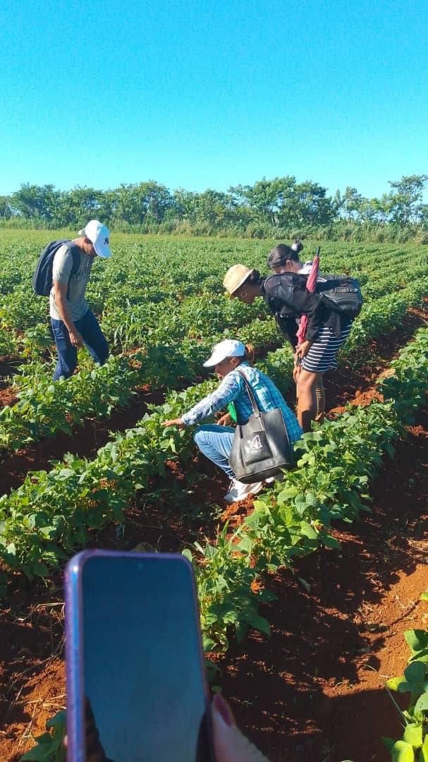 UnivArtemisa's tweet photo. #Alianzas || ¡Manos a la tierra! 🚜 Estudiantes de 3er año de Ingeniería Agrónoma del CUM Bauta realizaron prácticas en fincas, integrando teoría y campo. Fortaleciendo la calidad de su formación agropecuaria. 🌱 #EducaciónSuperior #Agronomía https://t.co/DceKcqy9G5