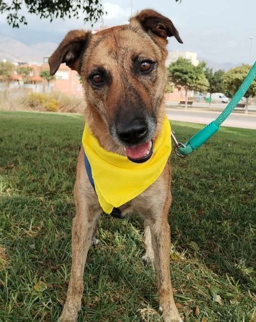 #madrid 
LOLA PINTILLAS preciosa mestiza de 3 años y 22 kg  RESCATADA del abandono
NECESITA #adopcionresponsable
Sociable con niños 🐶
Se entrega chipada,vacunada,desparasitada y CON compromiso de castracion
CONTACTO 📩facenuevavida@gmail.com #adoptanocompres #adopta #adoptame