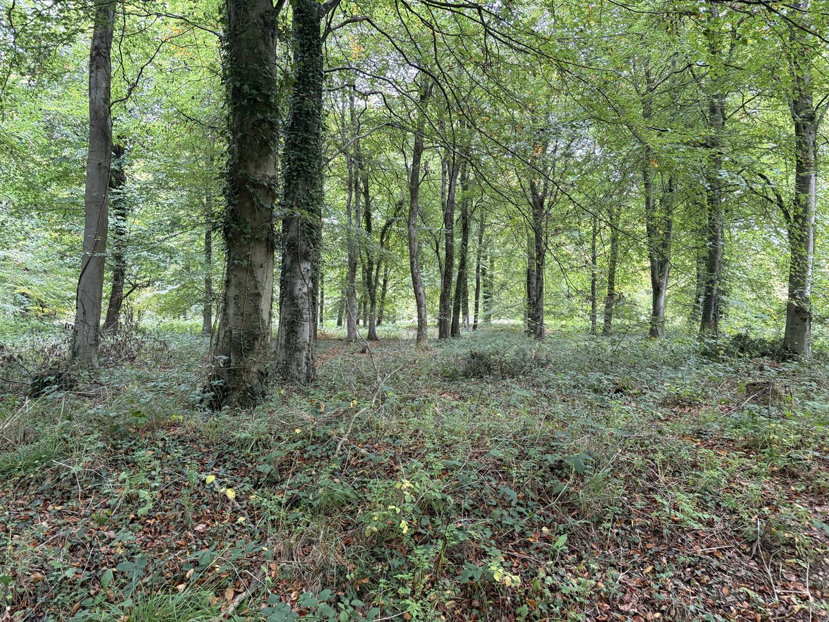 Daily dose of green is needed.