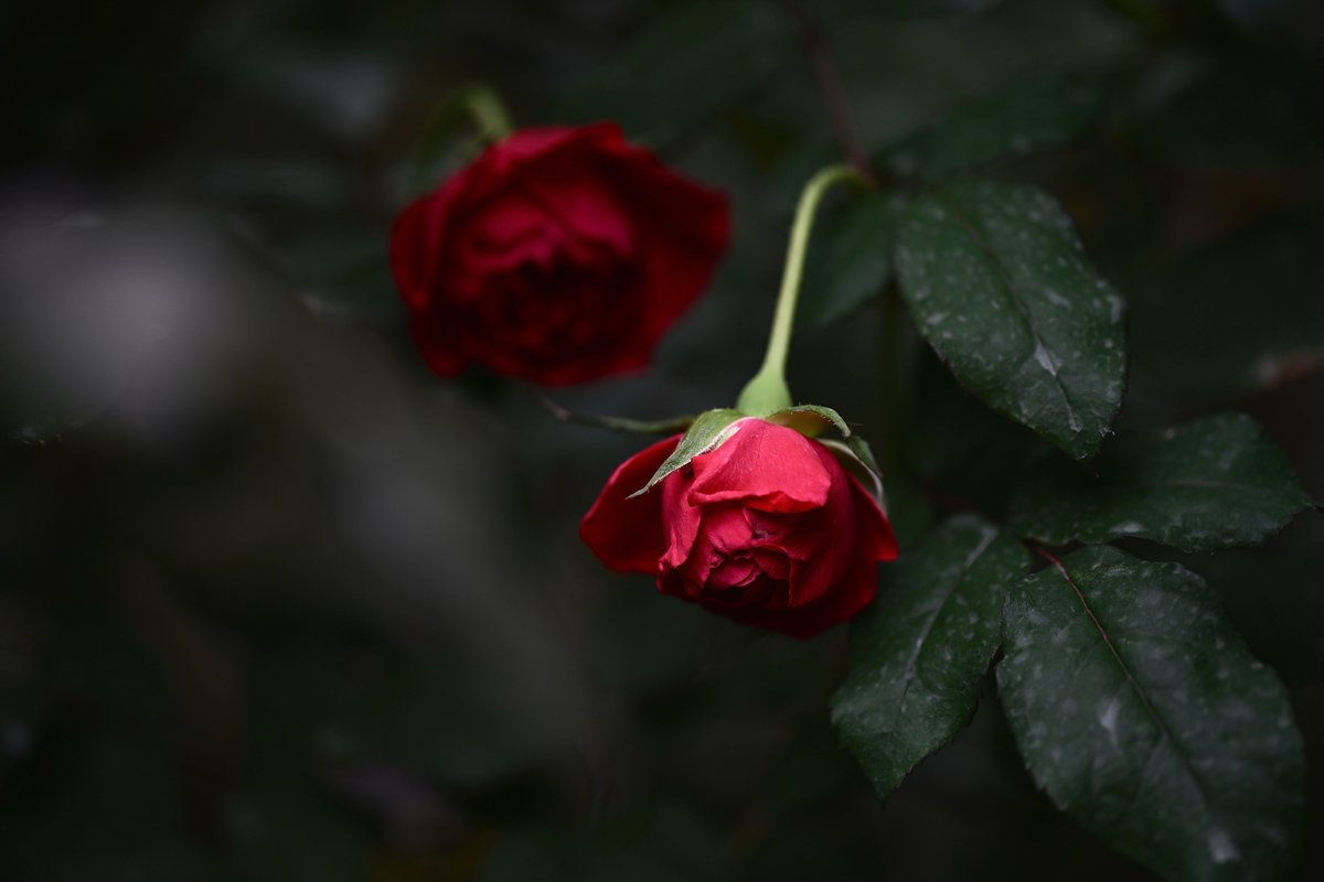 Kazumi 様♡ありがとうございます♡ 📸kazumi (@zf1118kazumi) / X