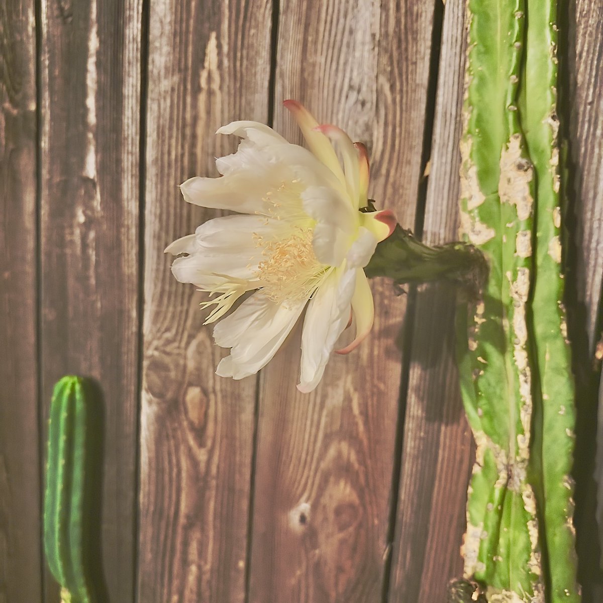San Pedro, a fallen piece I placed by the fence, the first bloom in years🌵✨
