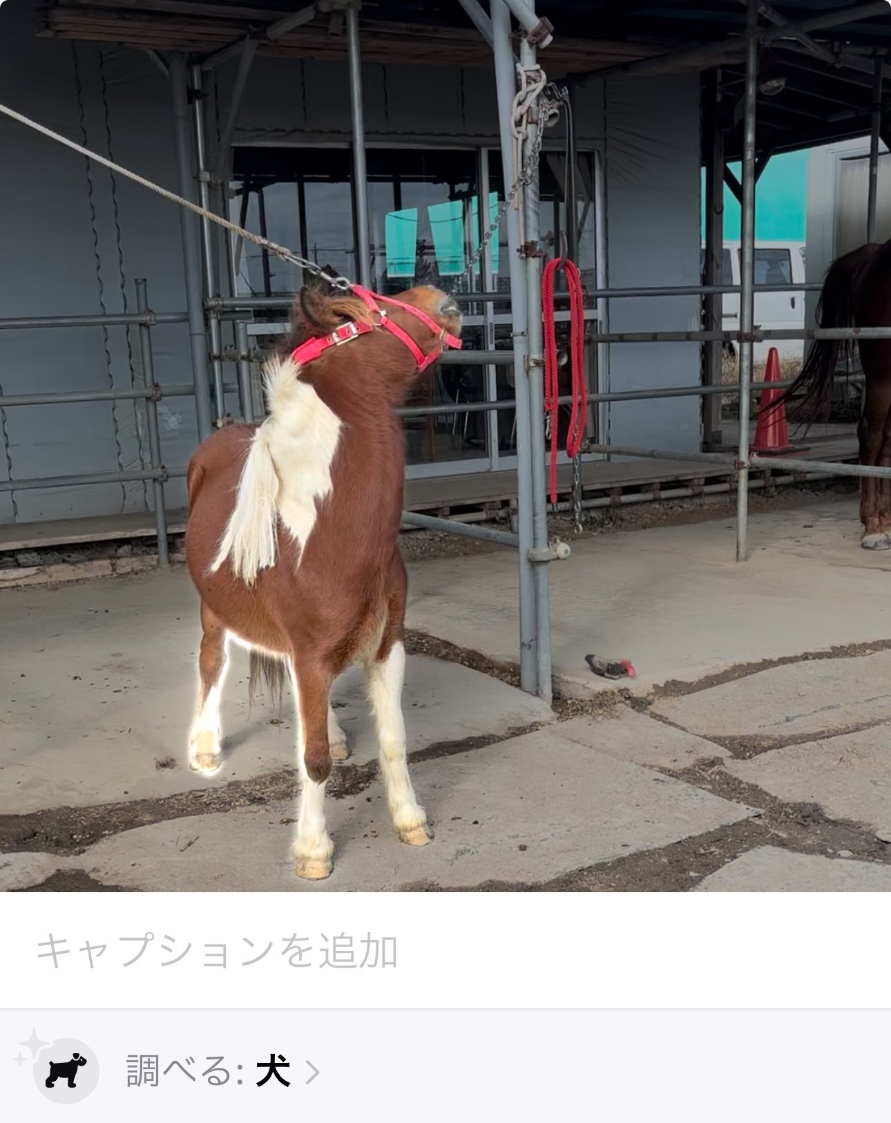 たぬきねこ on X: 