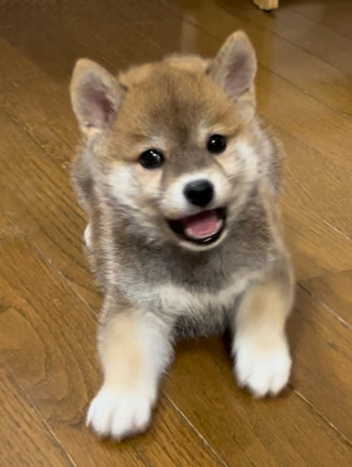 #みんなのパピパピ姿見せて

くま🐻‍とら🐯