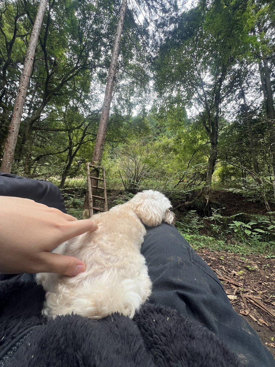 まあく【ニシコリ】 tweet media