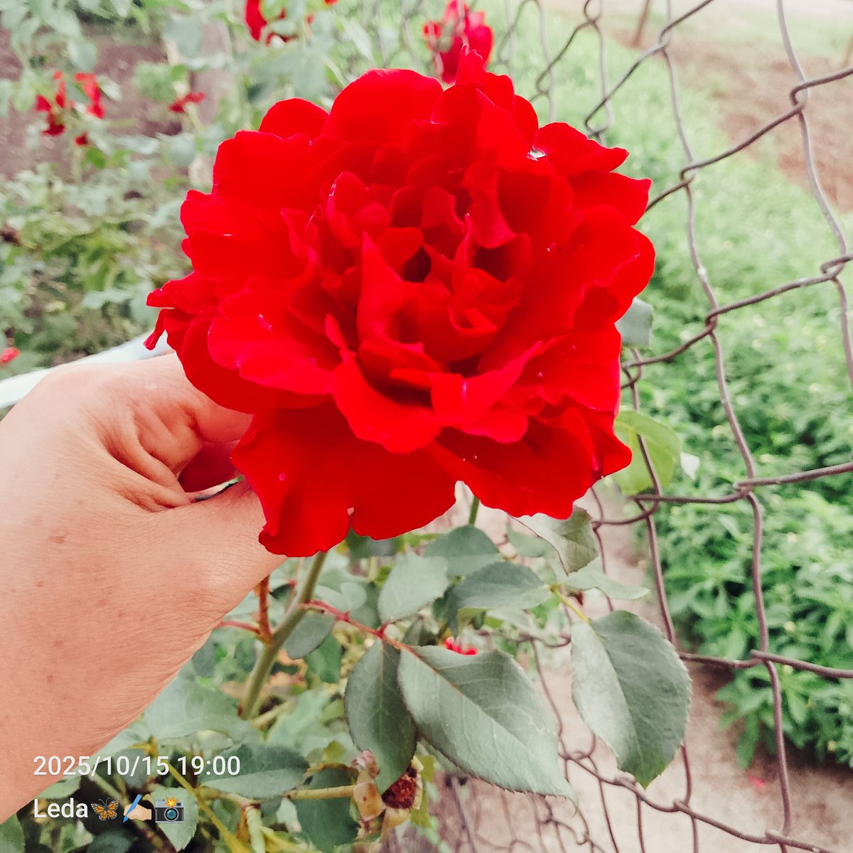 🖊️Leda ✿♪♥♪✿ tweet media