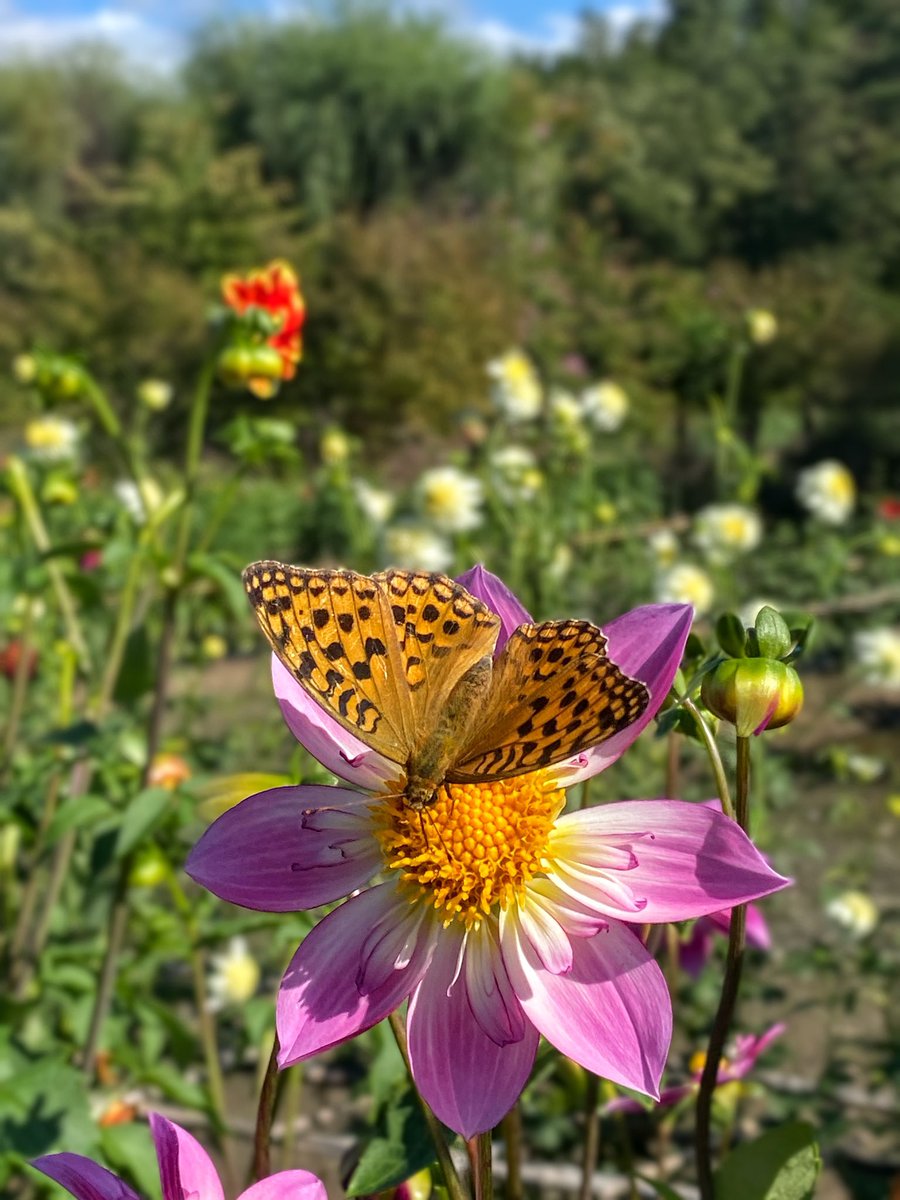tabimuyan2nd's tweet image. #中年も花を愛でる
#flower
#川西ダリヤ園
#ダリヤ