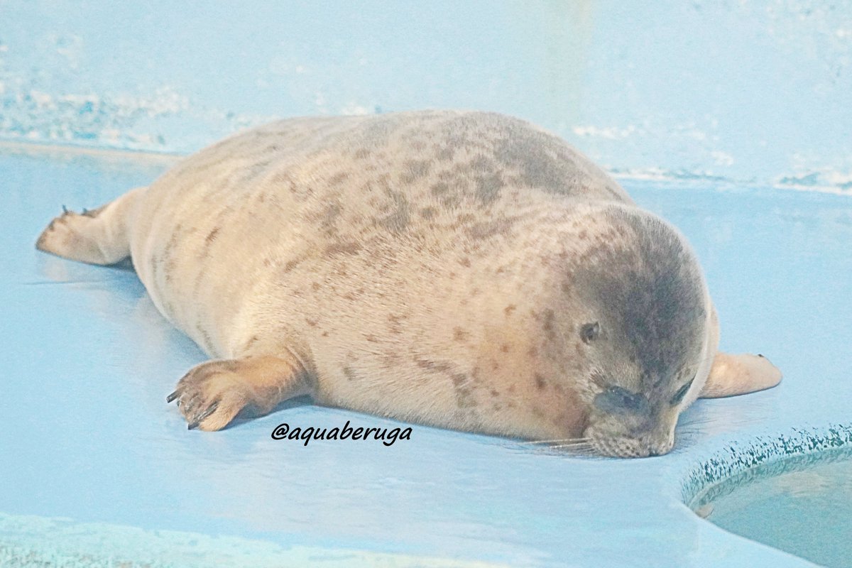 起きましたがもう少し休みます
＃ワモンアザラシ　＃おたる水族館