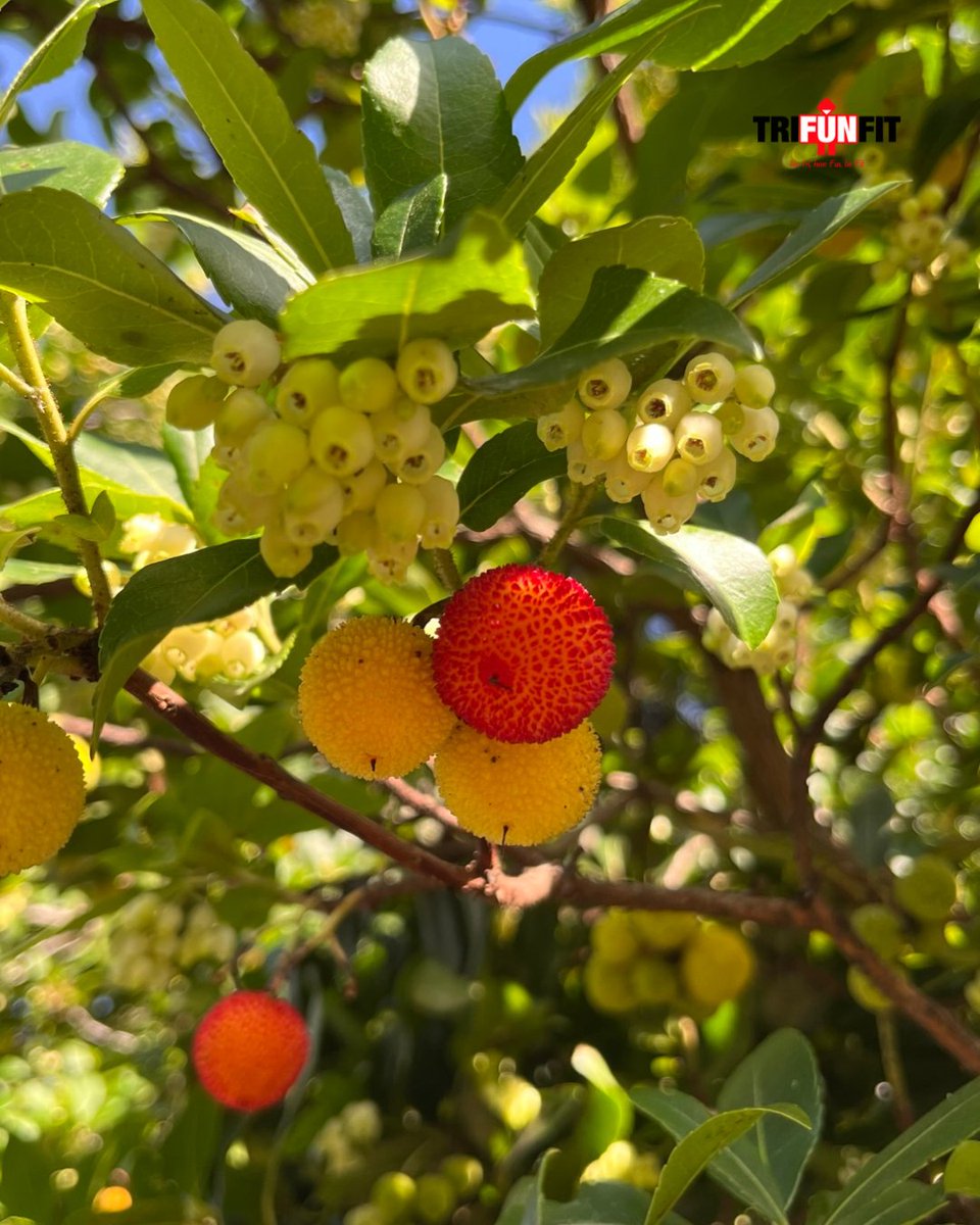 TriFunFit's tweet image. Red tones, crisp air, and quiet hills above the lake 🍂⛰️
Autumn doing what it does best - slowing us down, beautifully.
 
#AutumnWalk #LakesideViews #HillVibes #FallColors #TriFunFit