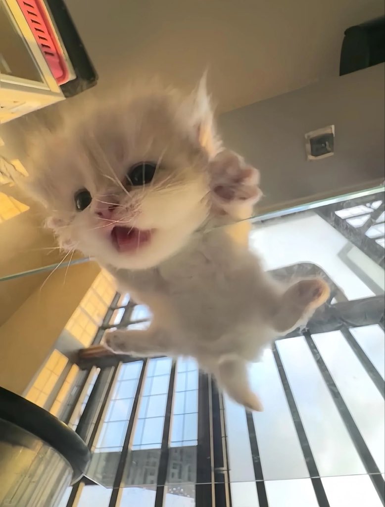 Cats with pawerful aura (@aurawithcats) on Twitter photo 