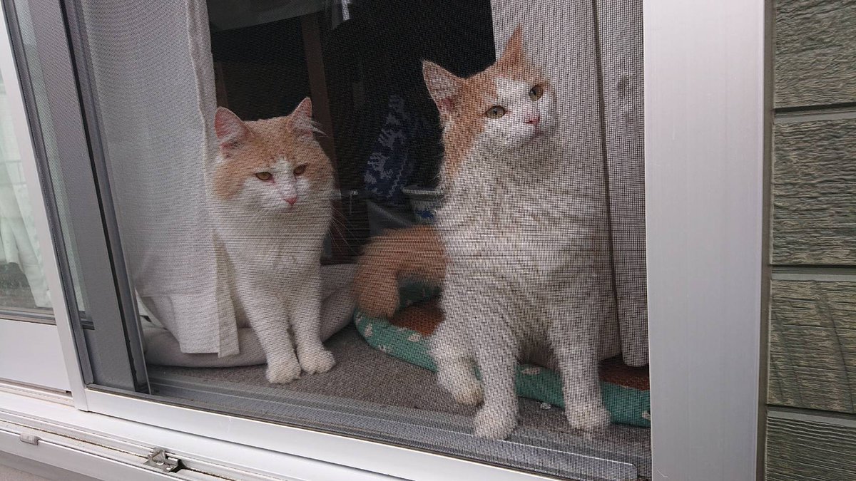 猫パパ tweet media