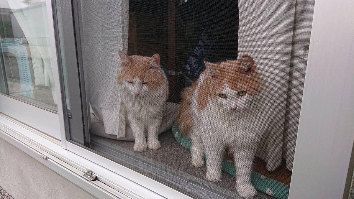 猫パパ tweet media