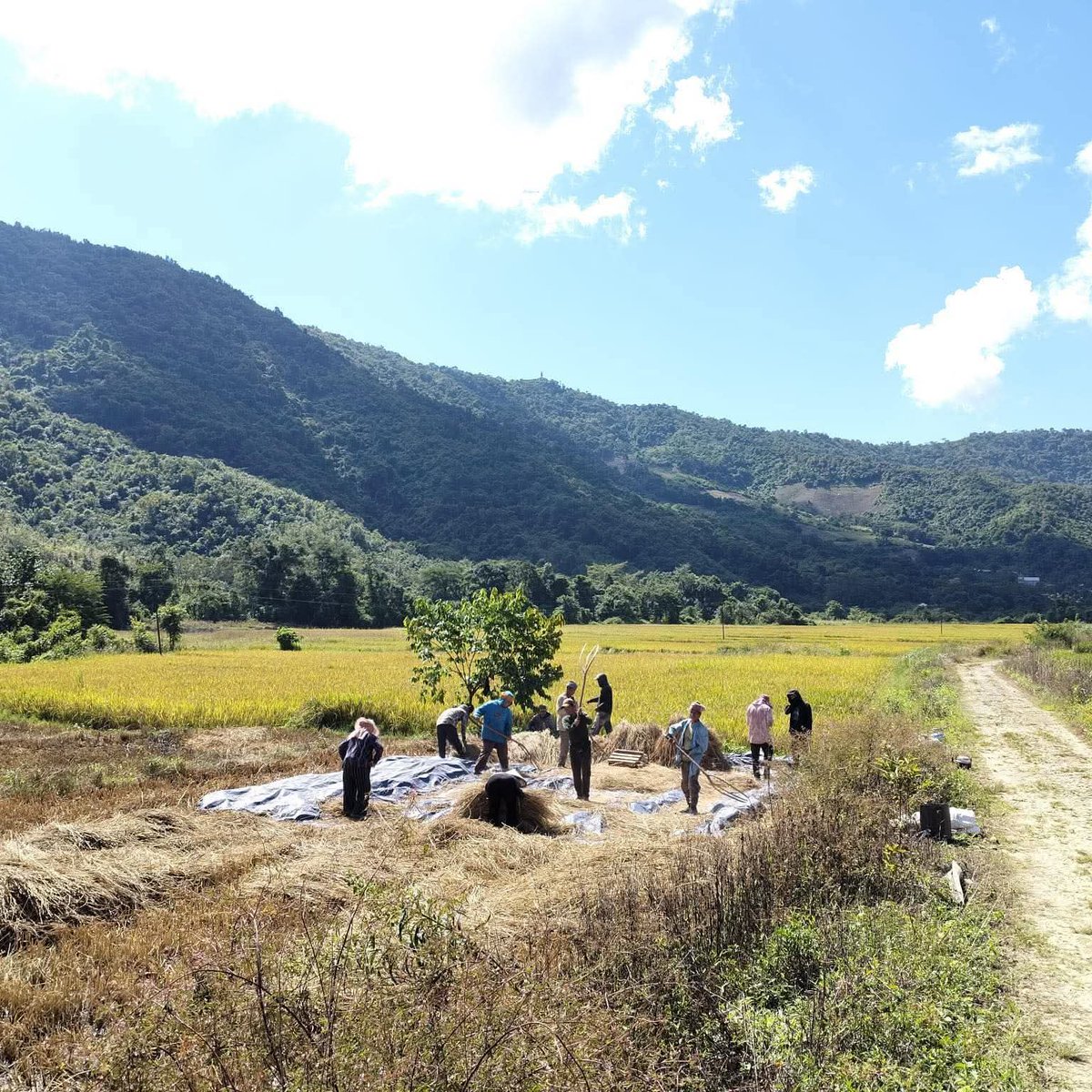 In the serene fields of Salemphai (Wakan) Village, Saikul, Northern Kukiland, the villagers count their blessings from God as golden grains sway under the autumn sun. With joy and gratitude,they harvest paddy the old way  by hand  preserving the timeless rhythm of their ancestors