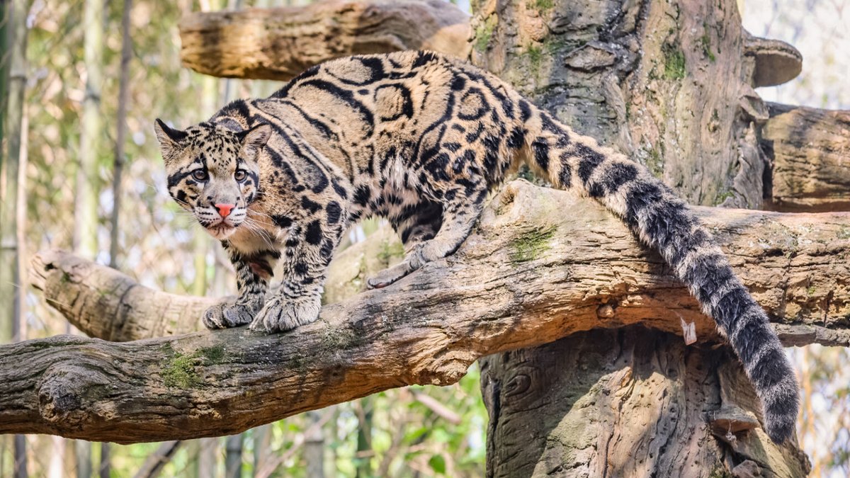 nashzoovet's tweet image. #FunFact of the Day: The Malay word for #CloudedLeopard is &quot;harimau dahan,&quot; which translates to &quot;tree tiger!&quot; 🌳
#NashvilleZoo #PawsAndClaws