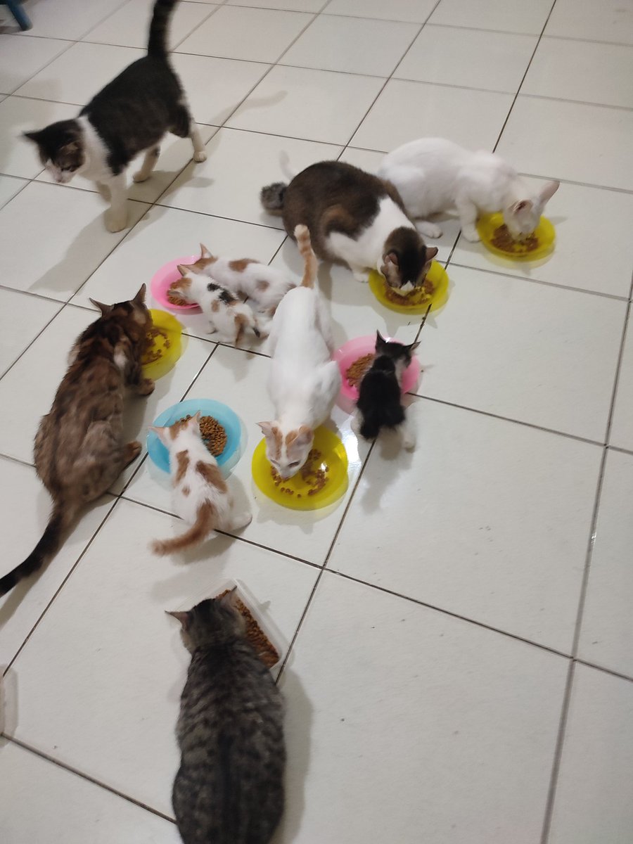 Gmeow
I have so many Hypurrs irl 🐱
Does that mean i'm a whale?