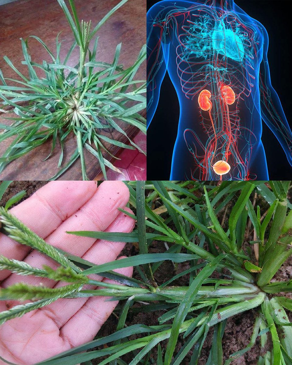 Goosegrass: The Underrated Healer 🌿✨It grows wild under your feet, yet holds powerful medicine within!

🌿 Cleanses the kidneys &amp; urinary tract
🌿 Purifies blood &amp; removes toxins
🌿 Supports liver function &amp; immunity
🌿 Reduces inflammation &amp; swelling

✅ Just boil a handful of