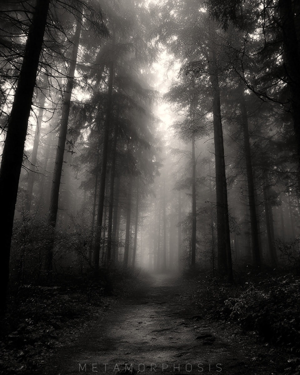 Celeste Evanovich (@celesteevanovic) on Twitter photo 