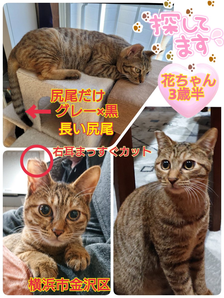 琥白寅 (@D3GryEKw6vV7MJP) / Posts / X