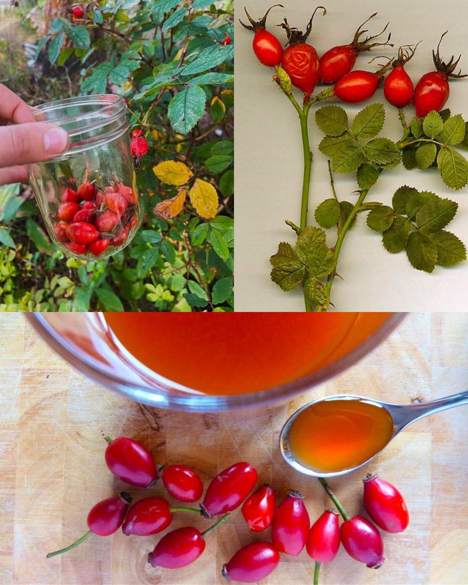 🌹 The Secret Power of the Rosebush — Nature’s Hidden Healer 🌿✨Why admire it only for beauty when it holds incredible healing within?

🌿 Rose petals calm the nerves &amp; uplift the spirit
🌿 Rose tea supports heart health &amp; balances hormones
🌿 Rose oil soothes skin, acne &amp;