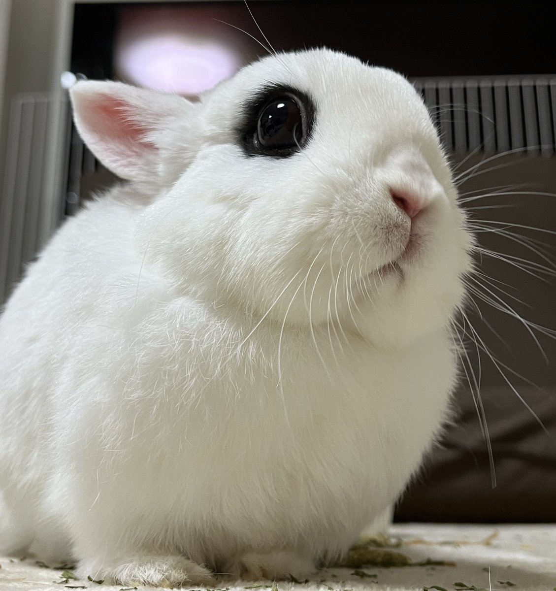 3月3日にお月様へ旅立った🐰れもんの部屋をようやく片付けた。片付け