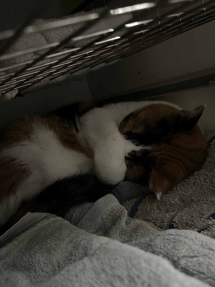 noyumoa's tweet photo. 目隠し
 #ねこ #猫のいる暮らし https://t.co/Q3Mh45Mqor