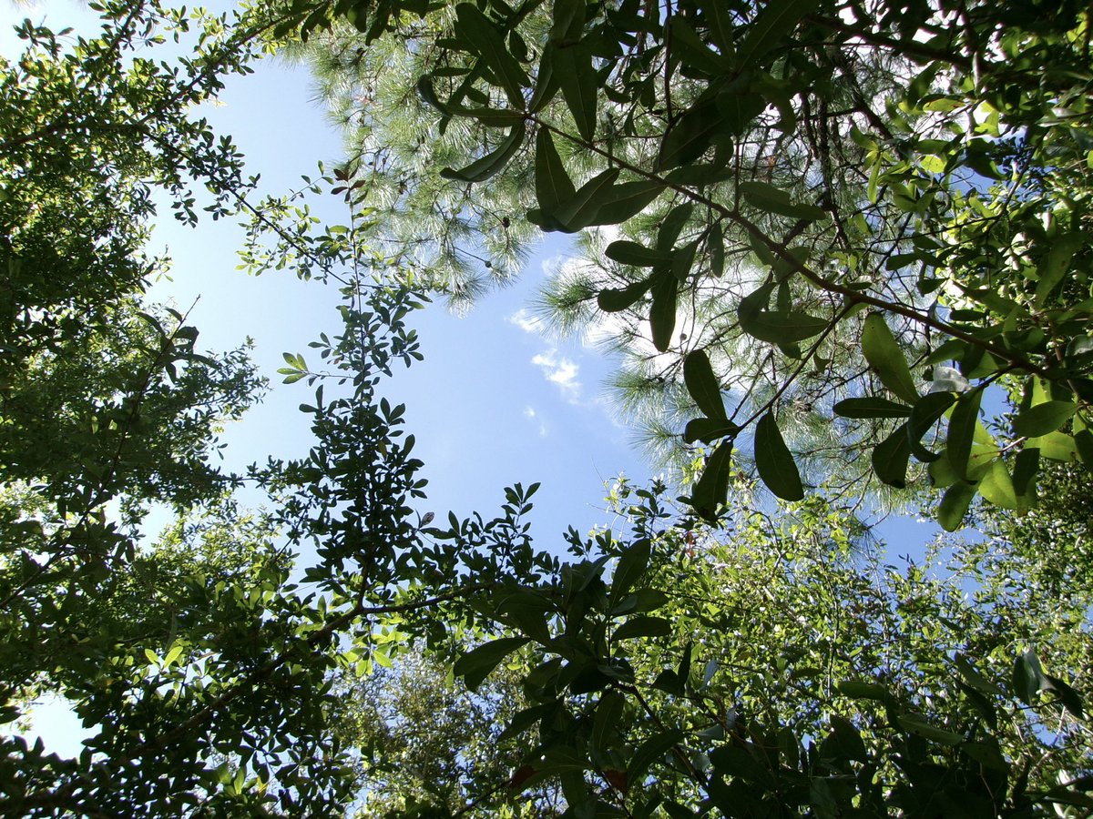 laffodiI's tweet image. the trees feel like family to me