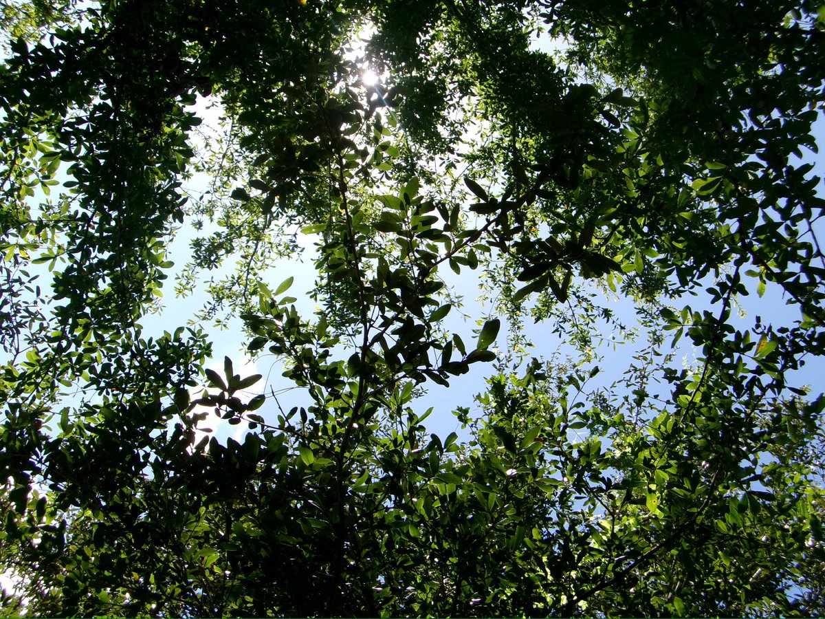 laffodiI's tweet image. the trees feel like family to me