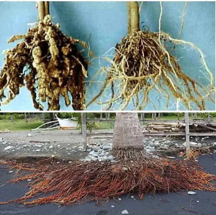 🌴 Coconut Leaves &amp; Pawpaw Roots: Nature’s Healing Duo 🌿✨Why overlook them when they soothe and restore the body?

🌿 Relieves muscular pain &amp; aches
🌿 Supports kidney &amp; gall bladder health
🌿 Helps fight urinary infections &amp; eczema
🌿 Aids fibrosis, melts clotted blood &amp;