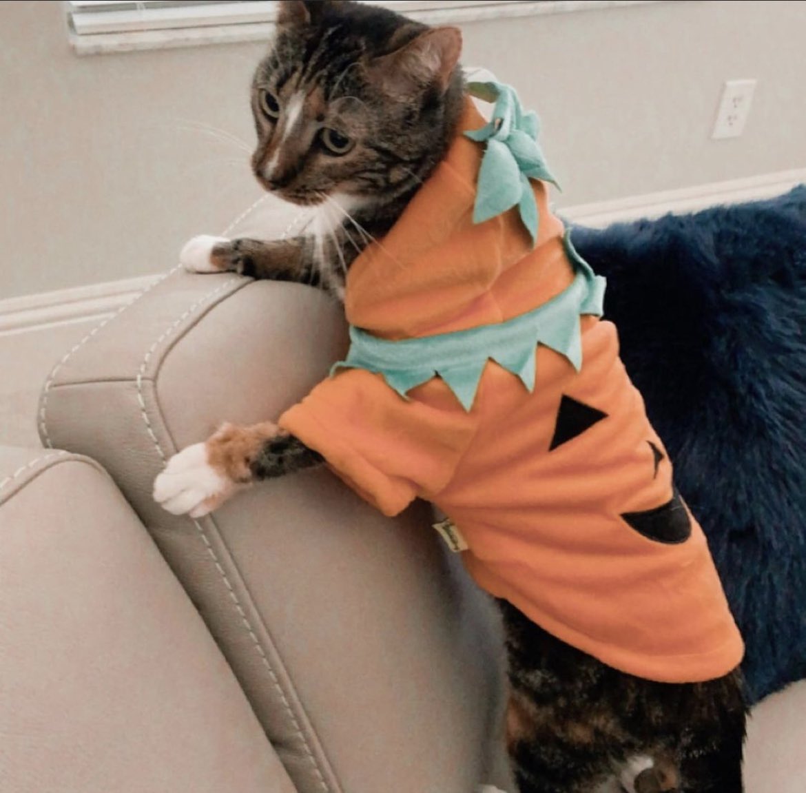 daily patches 😼 tweet media