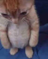 Sálganse un rato de Twitter o también se van a topar con el video del negro culeándose a un viejito.