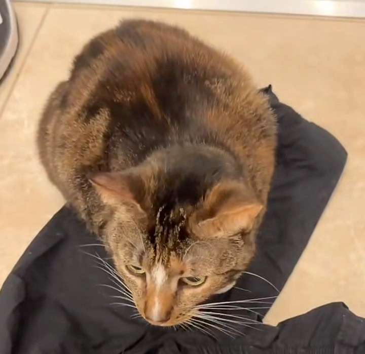 daily patches 😼 tweet media